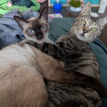 ROBI, Katze, Europäisch Kurzhaar in Berlin