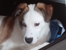 AMIRA, Hund, Mischlingshund in Ahrensburg