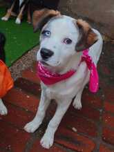 AMIRA, Hund, mischling in Bulgarien