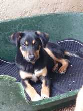 ASTERIX, Hund, mischling in Bulgarien