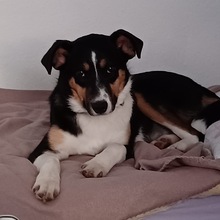 AMY, Hund, Mischlingshund in Ahrensburg