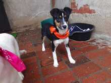 AMY, Hund, mischling in Bulgarien