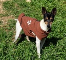 JOHNNY, Hund, Bodeguero in Spanien