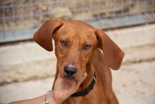 VIZSLO, Hund, Vizsla-Mischling in Spanien