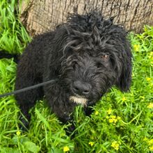DUKE, Hund, Wasserhund in Spanien