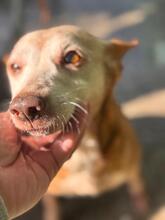 NELI, Hund, Podenca in Spanien