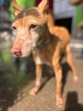 LUCERA, Hund, Podenca in Spanien