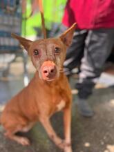 ELDA, Hund, Podenca in Spanien