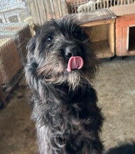 MARA, Hund, Mischlingshund in Rumänien