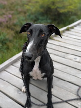 RICKY, Hund, Greyhound in Wilkau-Haßlau