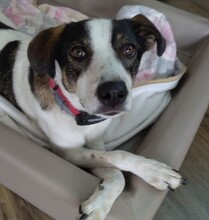 DIPS, Hund, Mischlingshund in Elze