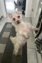 JIMBOB, Hund, Malteser in Hagen