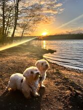 LION, Hund, Bichon Maltais in Gelnhausen