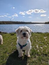 LIA, Hund, Bichon Maltais in Gelnhausen