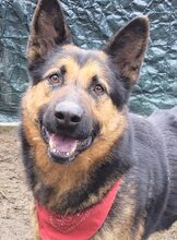 NIO, Hund, Mischlingshund in Rumänien