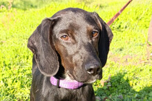 LUNA, Hund, Mischlingshund in Kroatien