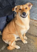 FREEDOM, Hund, Herdenschutzhund-Mix in Rumänien