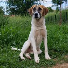 ELECTRA, Hund, Mischlingshund in Espelkamp