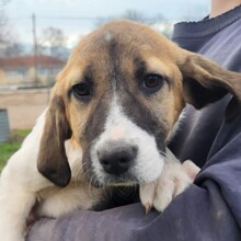 DANAI, Hund, Mischlingshund in Griechenland