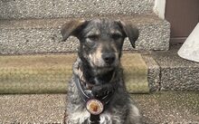 STROLCH, Hund, Mischlingshund in München