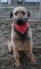 CILLA, Hund, Mischlingshund in Ungarn