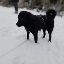 SOFIA, Hund, Mix in Lamspringe