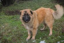 HEROY, Hund, Mischlingshund in Kroatien