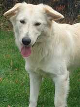 MESSY, Hund, Mischling Rumänien in Einbeck