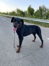 TANU, Hund, Dobermann in Rumänien