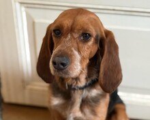 BONITA, Hund, Mischlingshund in Aerzen