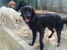 POLLUX, Hund, Mischlingshund in Griechenland