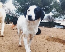 LUNA, Hund, Mischlingshund in Griechenland