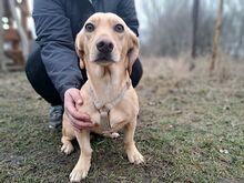 DARIA, Hund, Dackel-Beagle-Mix in Zorneding