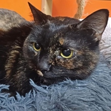 MADAME, Katze, Europäisch Kurzhaar in Spanien