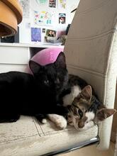 JETTE, Katze, Europäisch Kurzhaar-Mix in Hannover