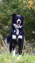 DUNA, Hund, Border Collie in Birkenwerder