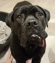 BANNA, Hund, Cane Corso in Eisenberg