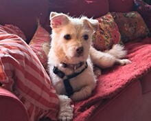 WILLOW, Hund, Mischlingshund in St. Peter