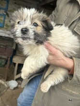 MAUSELE, Hund, Mischlingshund in Rumänien