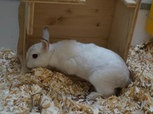 HARRY, Hasenartige, Satinkaninchen in Hamburg