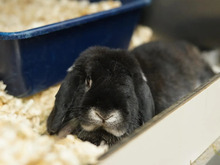 KRÜMEL, Hasenartige, Widder-Kaninchen in Hamburg