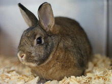BROWNIE, Hasenartige, Zwergkaninchen in Hamburg