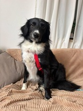 TALA, Hund, Mischlingshund in Floß