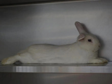 OSKAR, Hasenartige, Hauskaninchen in Hamburg