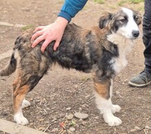 ANTONIA, Hund, Mischlingshund in Rumänien