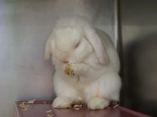 MARVIN, Hasenartige, Widder-Kaninchen in Hamburg