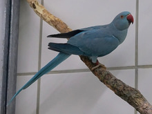 BLUE, Vogel, Halsbandsittich in Hamburg