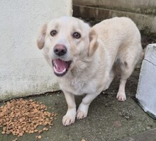 HÜNDIN1, Hund, Mischlingshund in Rumänien