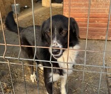 LOU, Hund, Mischlingshund in Rumänien