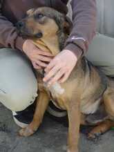 GARY, Hund, Deutscher Schäferhund-Mix in Ungarn